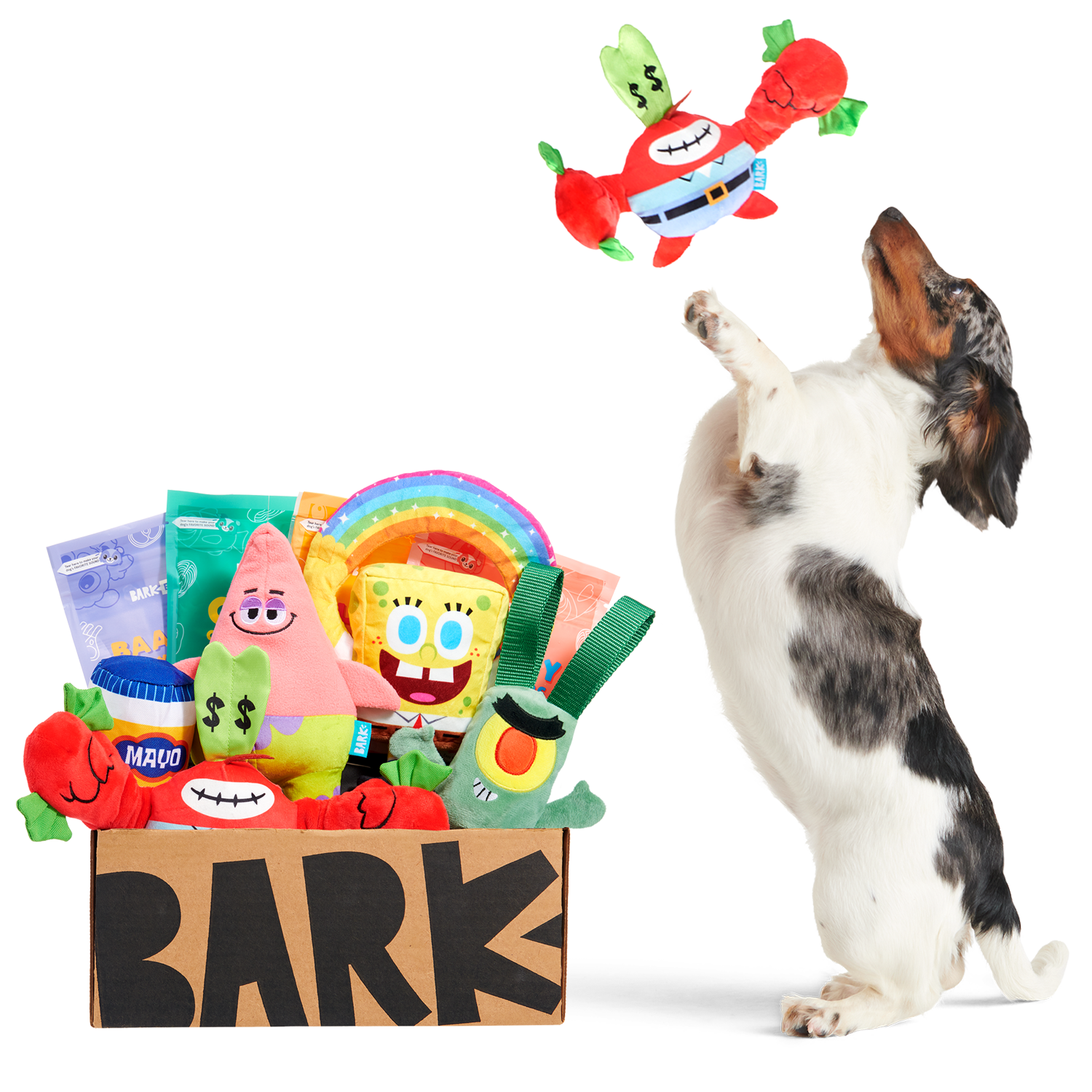 bark box this month