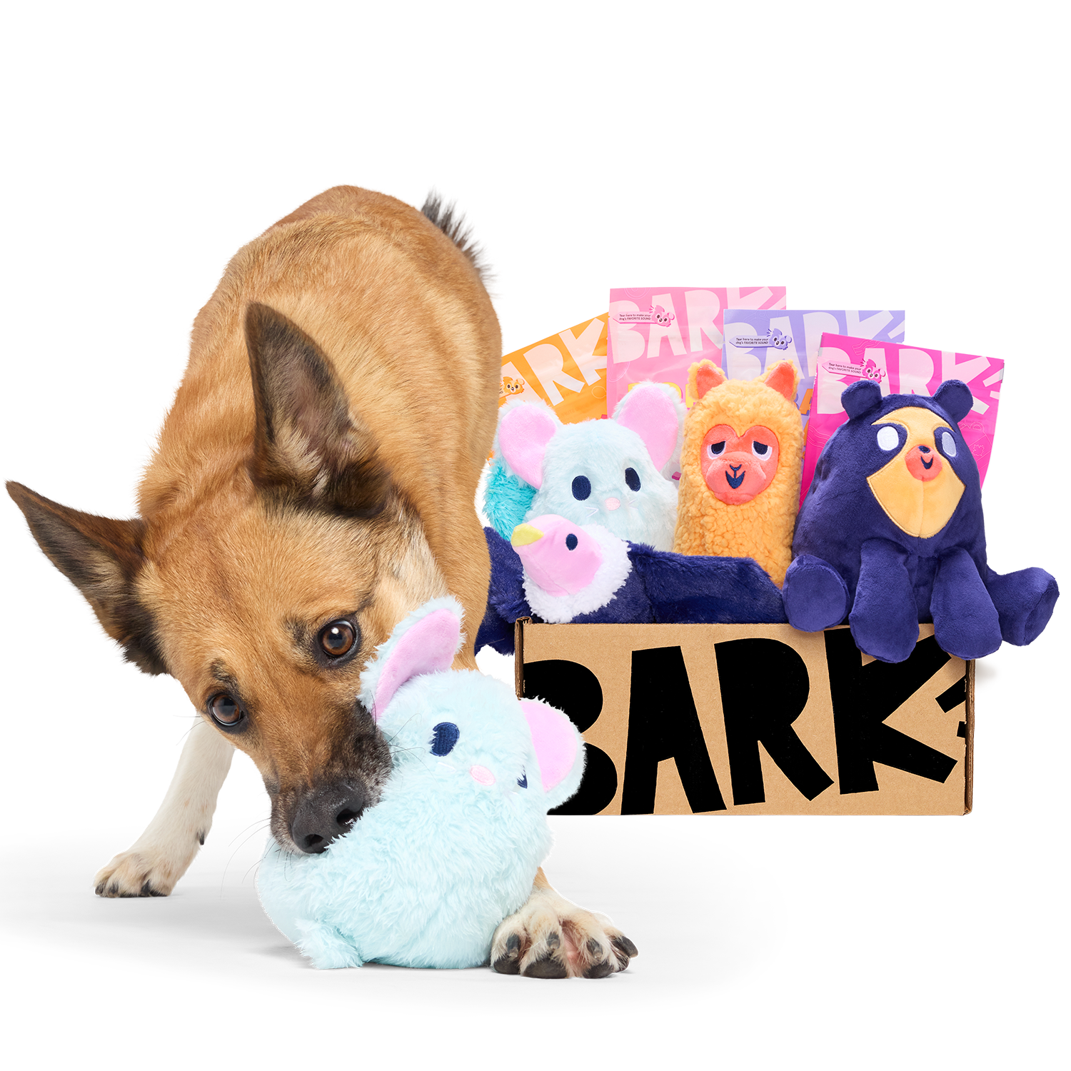 bark box this month